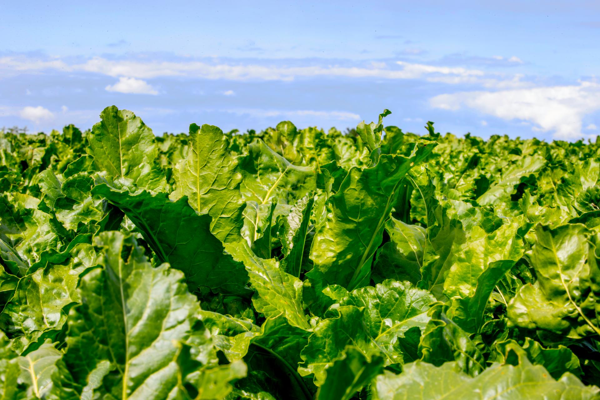 DLF to close the R&D site in Landskrona, Sweden 